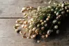 Nigella getrocknet im Bund ca. 60cm | Nigella damascena Produktbild-Vorschau 1