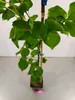 A close-up of a small plant in a pot, supported by a stake. Náhľad obrázku produktu