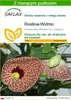 SAFLAX - Roślina-Widmo - 80 Nasiona - Z podłożem uprawowym Podgląd zdjęcia produktu 1