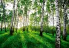 Vlies Fototapete Birken Wald Natur grün (368cm x 254cm - 4 Produktbild-Vorschau 1