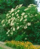 Sambucus nigra 'Laciniata', Schwarzer Holunder, Produktbild-Vorschau 3