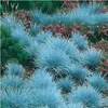A close-up view of ornamental blue grass plants with some pink flowers and green foliage in the background. Produktbild-Vorschau