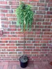 Larix decidua 'Stiff Weeper' Hängelärche Stämmchen 160–170 Produktbild-Vorschau 2