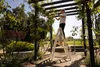 A man is pruning a vine on a pergola while standing on a ladder in a garden. Anteprima dell’immagine prodotto