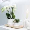 Kolibri Orchids | COMBI DEAL von 2 weißen  Produktbild-Vorschau 6