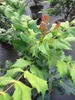 Mahonia bealei - Schmuck Mahonie - 80-100 Produktbild-Vorschau 3