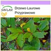 SAFLAX - Drzewo Laurowe Przyprawowe - 6 Nasiona - Laurus Podgląd zdjęcia produktu 10