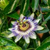 Passionsblume - 3 Stk - Passiflora hybridum - Höhe 25-40cm Produktbild-Vorschau 3