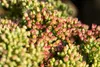 Sedum telephium 'Herbstfreude', Fetthenne, rosa Blüten, ca. Produktbild-Vorschau 5