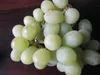Vitis vinifera Thompson Seedless - kernlose Weintraube Produktbild-Vorschau 1