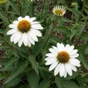 Stauden Gänge 1 x Echinacea purpurea 'PowWow White' - Produktbild-Vorschau 8