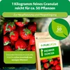 Purgrün -Erdbeerdünger | Krümelgranulat für Erdbeeren | 1kg Produktbild-Vorschau 4