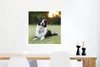 MuchoWow® Poster Ein glücklicher Border Collie, dem die Produktbild-Vorschau 5