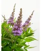 Buddleja dav. Butterfly Candy Little Lila 25-30 cm Produktbild-Vorschau 1