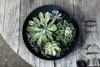 Villeroy & Boch 10-4239-2536, Obstschale, Rund, Porzellan, Produktbild-Vorschau 16