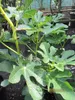 Ficus carica Goutte d'or - Feige Goutte d'or - 40-60cm Produktbild-Vorschau 2