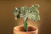 Bloomique - Lot de 2 - Euphorbia Lactea Cristata - Euphorbe Voir les images du produit 2
