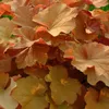 6 campanule viola  - Heuchera 'Caramel'  | Vaso 9 cm x 9 cm Anteprima dell’immagine prodotto 1