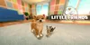 Little Friends: Dogs & Cats - [Nintendo Switch] Produktbild-Vorschau 4