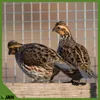 Siatka Na Woliery Zgrzewana 13x13x0,65 Klatki Hodowla Podgląd zdjęcia produktu 9