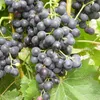 Winorośl Muscat Bleu 2L Podgląd zdjęcia produktu 2