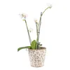 Vaso da fiori Clayre & Eef Ø 17x16 cm Fiori in Anteprima dell’immagine prodotto 2