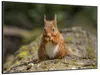 Wallario Wandbild Niedliches Eichhörnchen knabbert an einer Produktbild-Vorschau 2