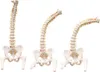 Anatomie Modell Skelett Wirbelsäule mit Becken ​Lebensgroß Produktbild-Vorschau 3