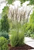 Stauden Gänge 1 x Molinia caerulea 'Heidezwerg' im 1 Liter Produktbild-Vorschau 1