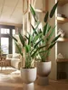 Smaragdová umělá rostlina Heliconia zelená 125 cm 419837 Náhled obrázku produktu 6