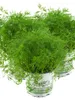 Enseleits 3x Dill Pflanze, Frische Kräuterpflanze (Anethum Produktbild-Vorschau 1