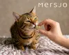Snack per cani e gatti – Cuori di anatra essiccati al Anteprima dell’immagine prodotto 8