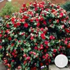 Camellia japonica 'Black Lace' - Japanische Rose - Strauch Produktbild-Vorschau 2