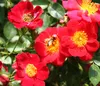 Dehner Rose Bodendeckerrose Bienenweide®, Züchter Tantau, Produktbild-Vorschau 1