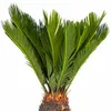 Cycas revoluta (felce di palma giapponese) in vaso da 14 cm Anteprima dell’immagine prodotto 2