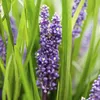 Liriope muscari 'Big Blue' – 24 Pflanzen – Immergrüner Produktbild-Vorschau 7