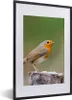 MuchoWow® Gerahmtes Poster Tiere - Vogel - Rotkehlchen Produktbild-Vorschau 1