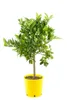 Italienische Limequat Eustis 70–100 cm – Citrus x Produktbild-Vorschau 4