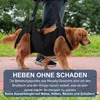 A person is walking a dog outdoors, using a black support harness to help the dog walk. Produktbild-Vorschau