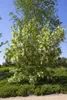Staphylea colchica, Kolchische Pimpernuss, 60–80 cm Produktbild-Vorschau 2