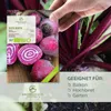 Rote Beete Samen (Chioggia, 35 Korn) - Rote Bete Saatgut Produktbild-Vorschau 2