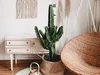 Bloomique - Euphorbia Acrurensis - Wilczy Mniszek - Kaktus Podgląd zdjęcia produktu 2