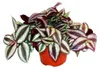 Exotenherz Dreimasterblume Tradescantia zebrina Produktbild-Vorschau 1
