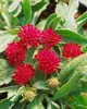 Knautia macedonica, Purpur-Witwenblume, purpurrot, ca. 9x9 Produktbild-Vorschau 4
