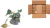 Philodendron Micans Baumfreund Ø12cm 25cm samtige Produktbild-Vorschau 3