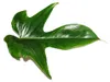 Philodendron Florida Beauty Green - Výnimočný stromový Náhľad obrázku produktu 2