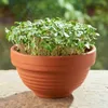 Buzzy Organic Sprouting Brokkoli -  Samen - Ca. 20 gr | Produktbild-Vorschau 2