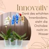 2er Set Orchideentopf Transparent Orchideen Übertopf Produktbild-Vorschau 5