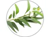 Medisana Aromaduftöl 60031 Produktbild-Vorschau 2