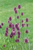 Allium sphaerocephalon, Kugellauch, purpurrot, ca. 9x9 cm Produktbild-Vorschau 5